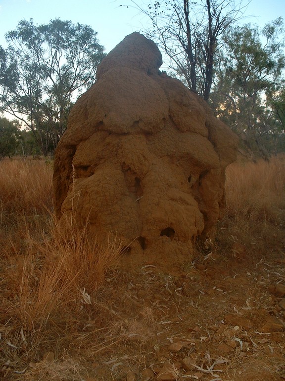 Day 25 Silent Grove termite hill