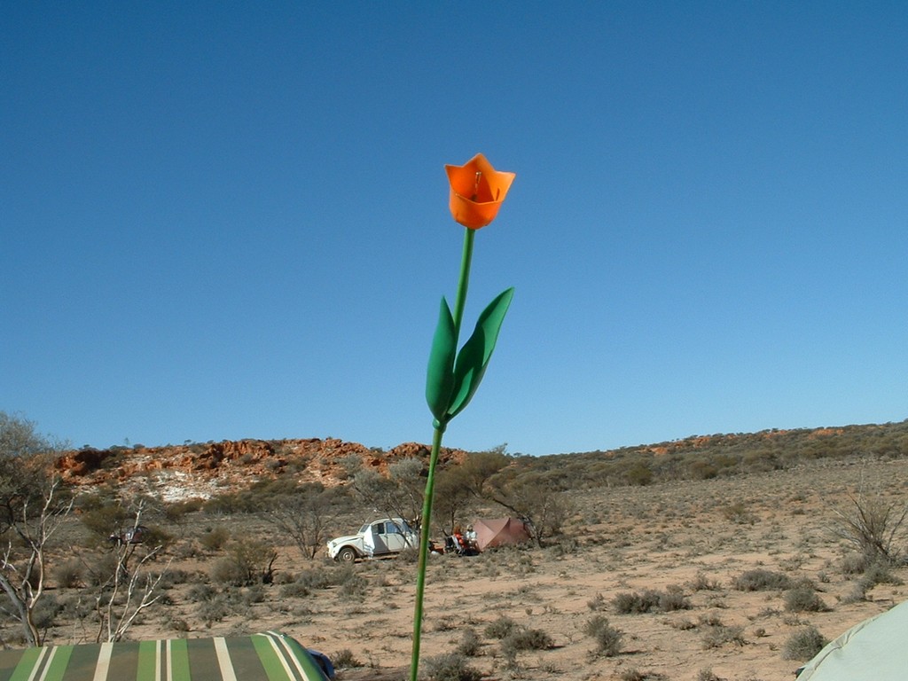 Day 7 de la Poer Range camping 3 tulip