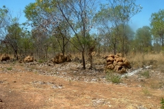 Day 24 Termite hills near Derby
