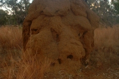 Day 25 Silent Grove termite hill